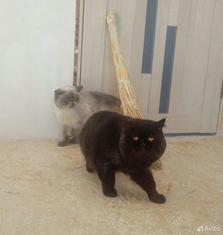 Экзотические котята купить на Зозу.ру - фотография № 8