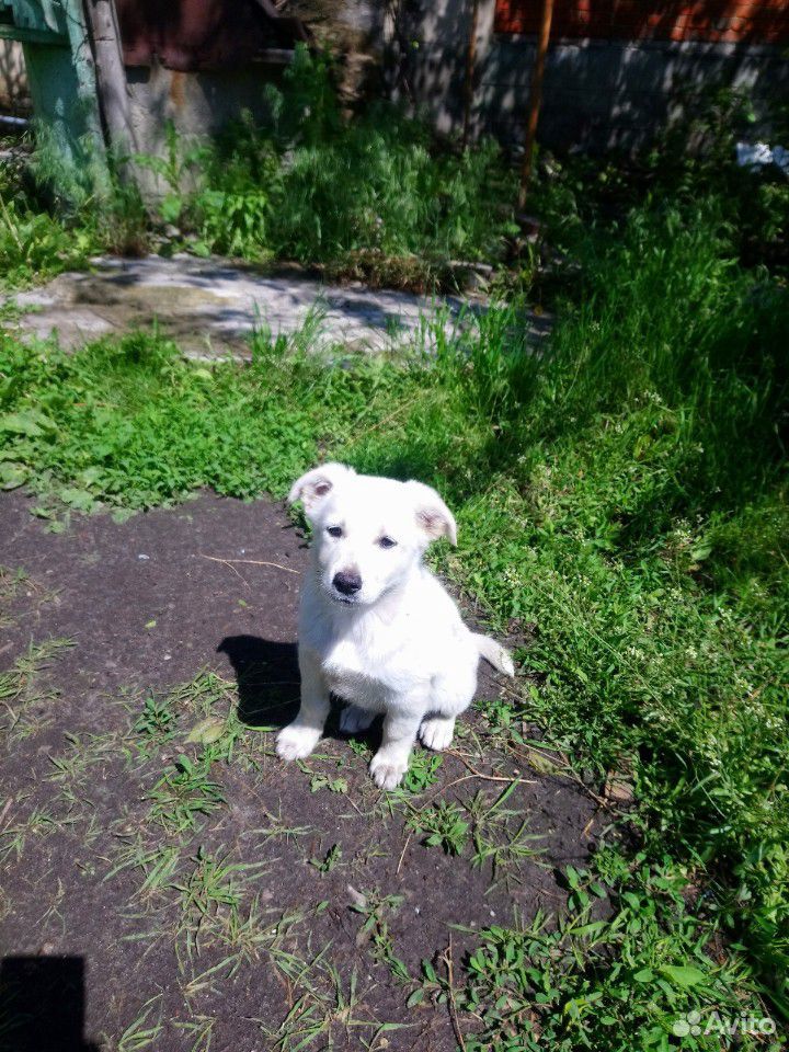 Белый щенок купить на Зозу.ру - фотография № 1
