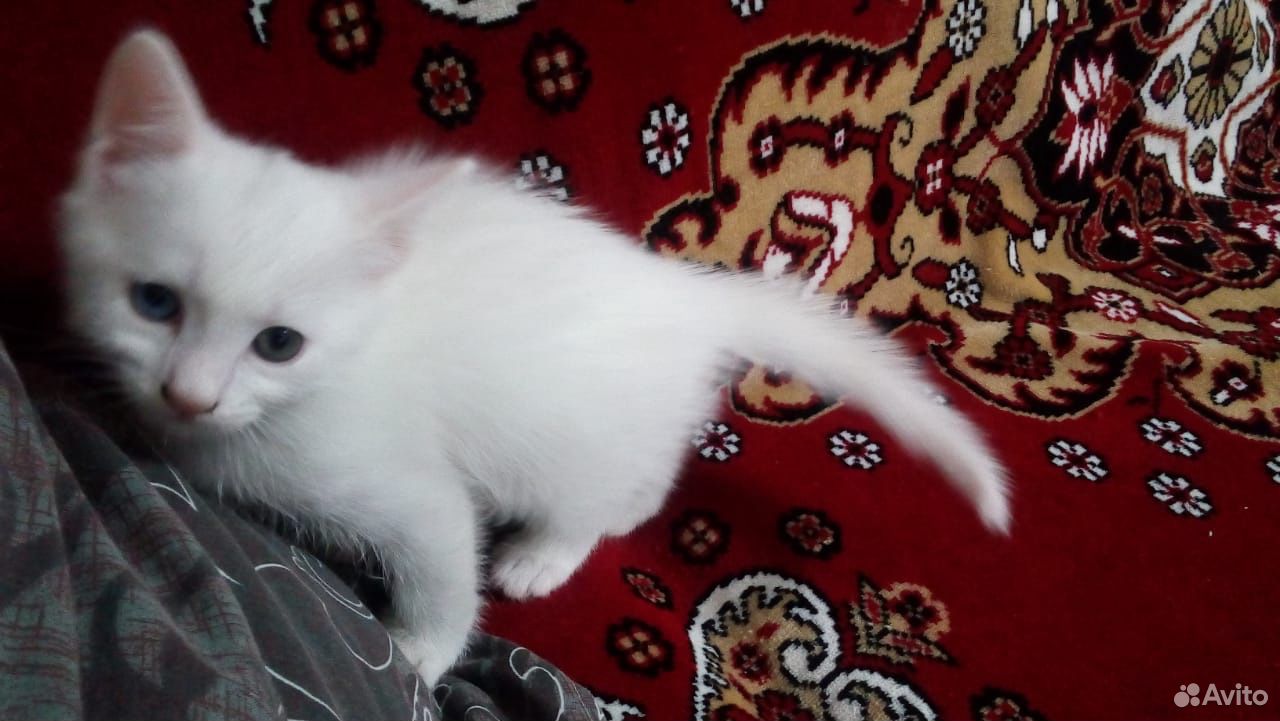 Котёнок купить на Зозу.ру - фотография № 3