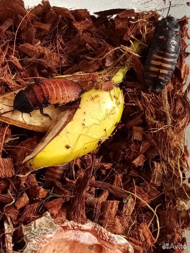 Мадагаскарский шипящий таракан купить на Зозу.ру - фотография № 3