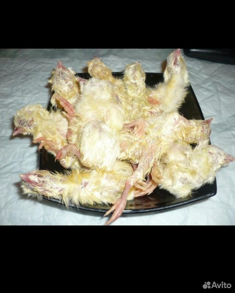 Суточные цыплята на корм животным купить на Зозу.ру - фотография № 1