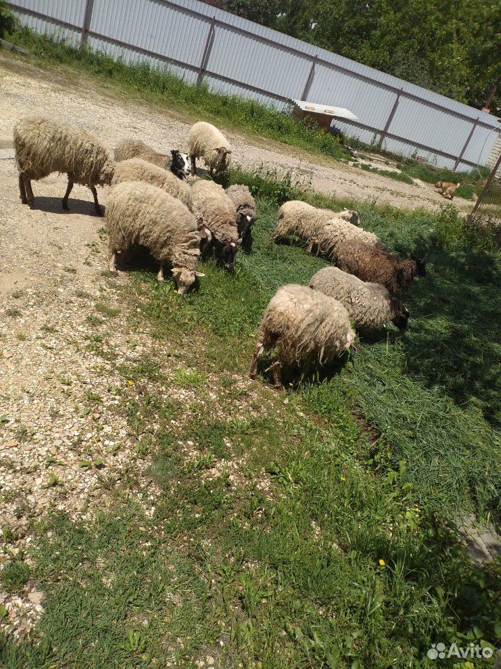 Романовские овцы купить на Зозу.ру - фотография № 6