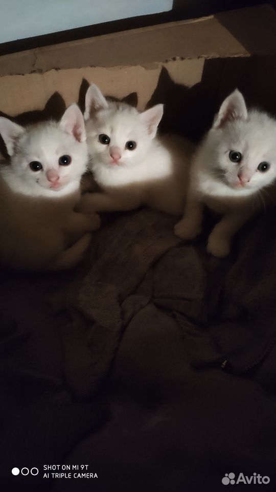 Беленькие котята купить на Зозу.ру - фотография № 3