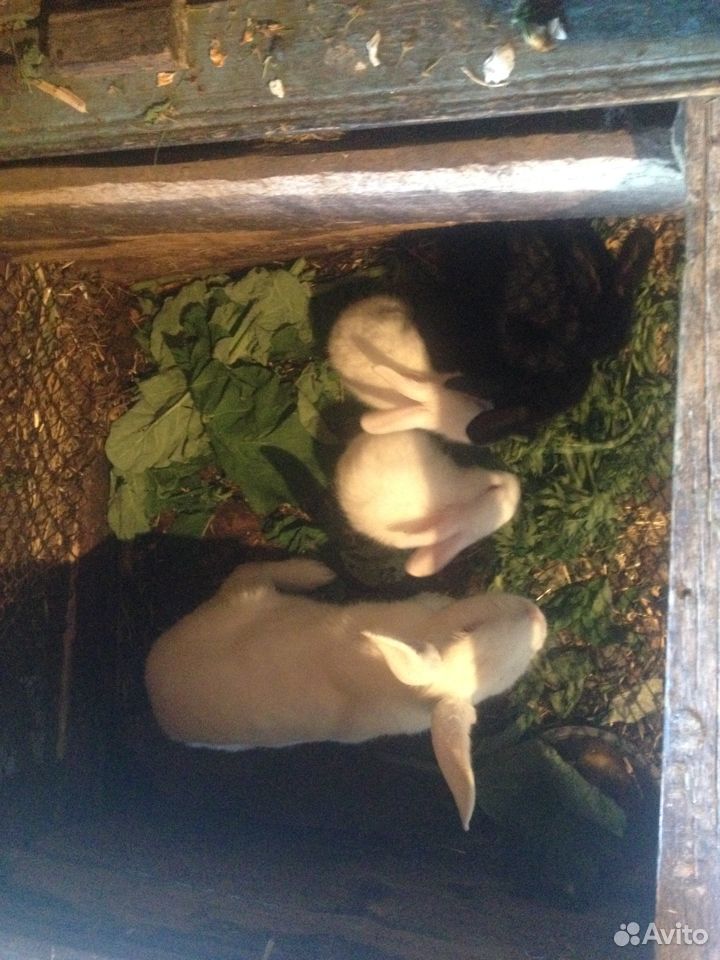 Кролик-производитель Белый паннон и крольчата купить на Зозу.ру - фотография № 6