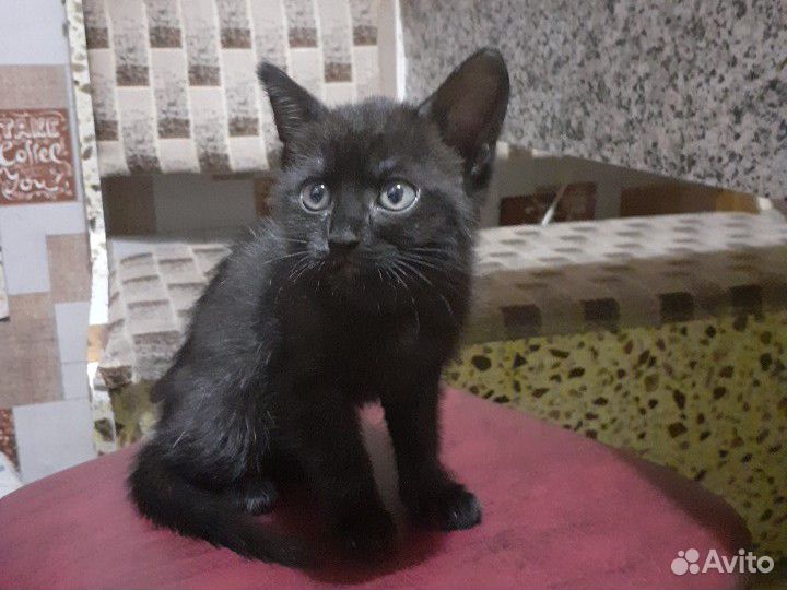 Отдам котёнка купить на Зозу.ру - фотография № 3