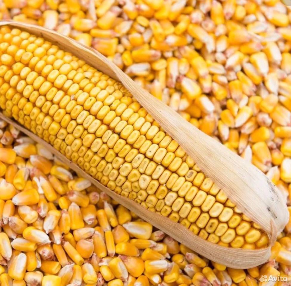 Кукуруза кормовая и пшеница купить на Зозу.ру - фотография № 1
