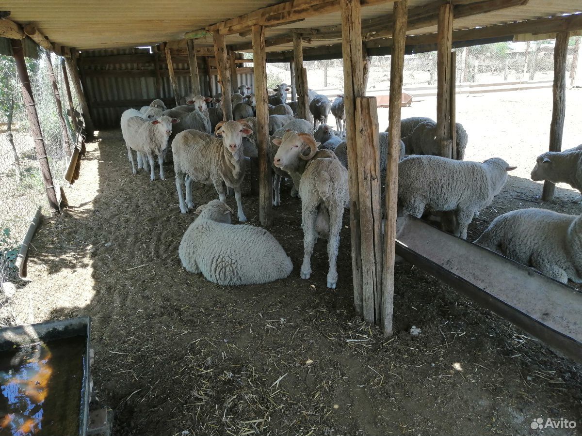 Овцы меринос купить на Зозу.ру - фотография № 2