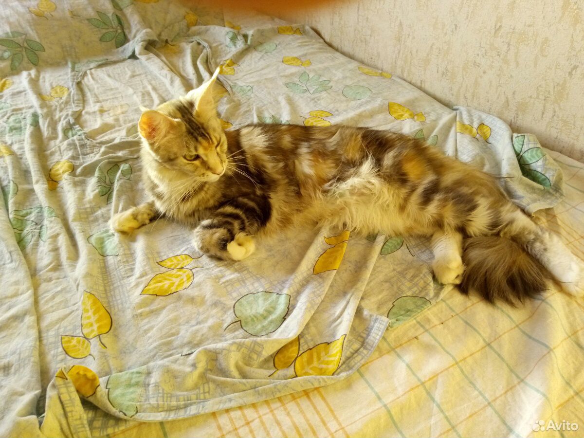 Продажа кошки мейкун купить на Зозу.ру - фотография № 2