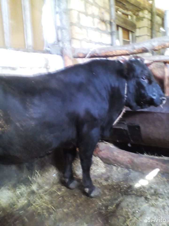 Продаются откормленные бычки весом от 250 до 450 купить на Зозу.ру - фотография № 3