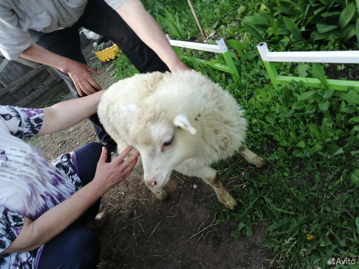 Продам овцу 2 месяца порода романова купить на Зозу.ру - фотография № 2