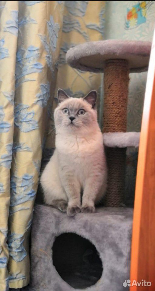Британская кошка редкого окраса купить на Зозу.ру - фотография № 5
