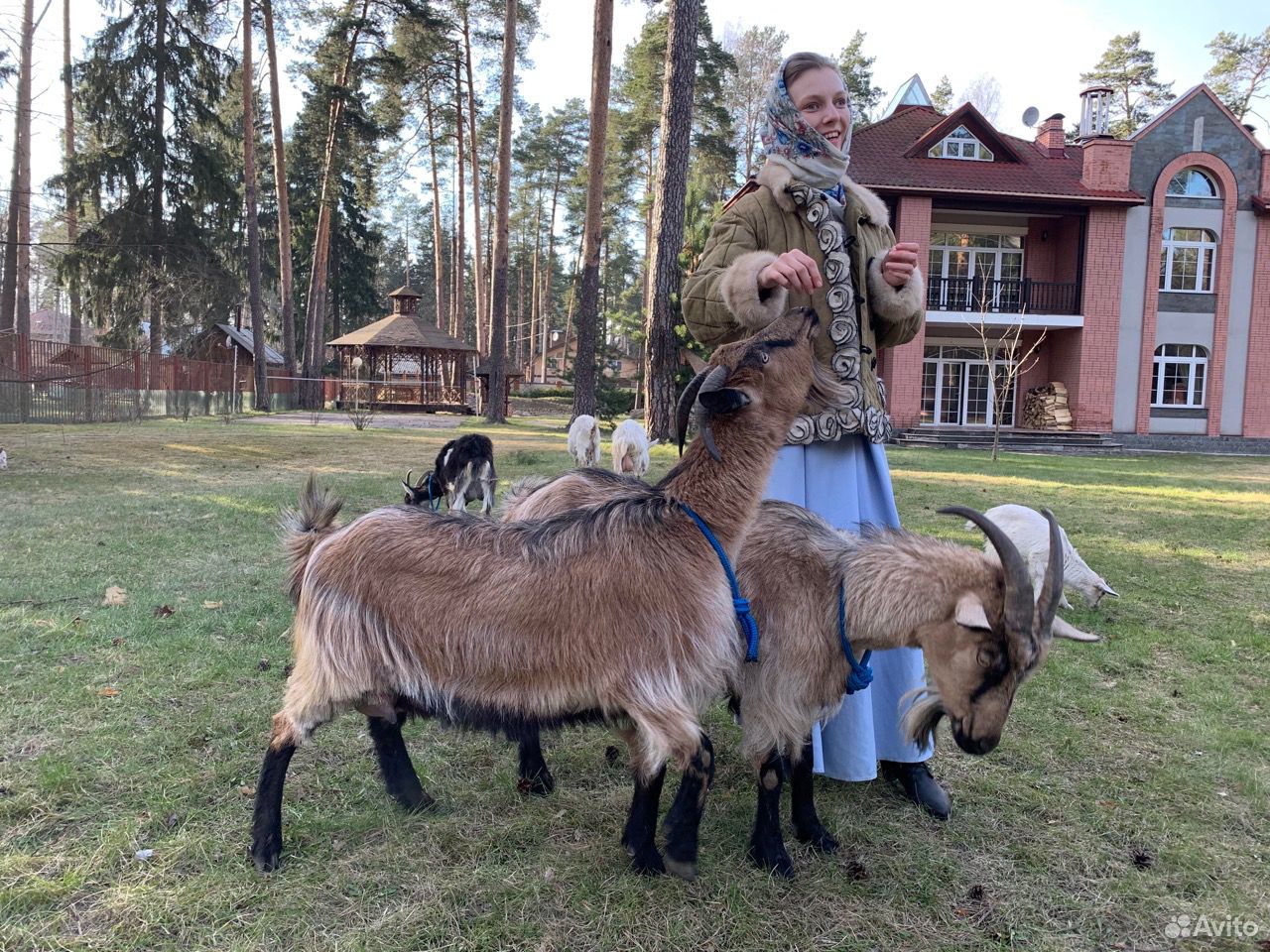 Дойные козы и козлята купить на Зозу.ру - фотография № 5