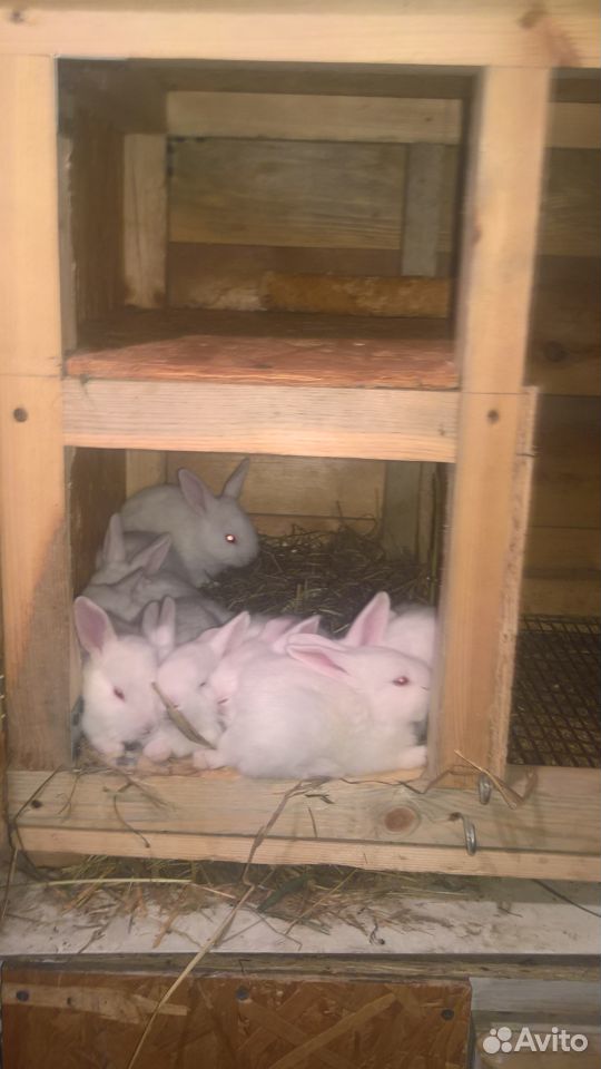 Крольчиха, крольчата купить на Зозу.ру - фотография № 5