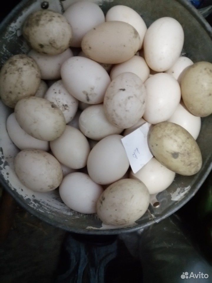 Яйца индоуток чёрных, белых, коричневых и мраморны купить на Зозу.ру - фотография № 2