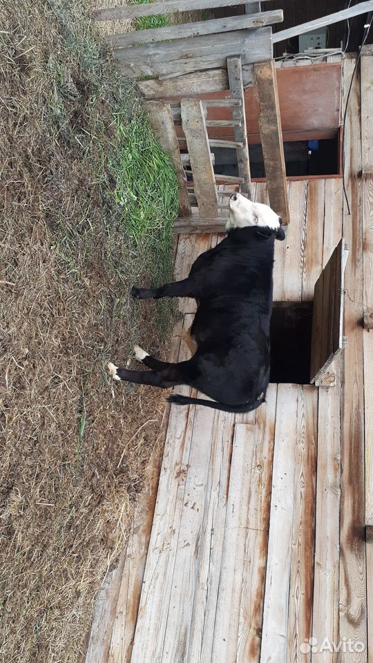 Корова с теленком 5лет и теленку 5мес купить на Зозу.ру - фотография № 1