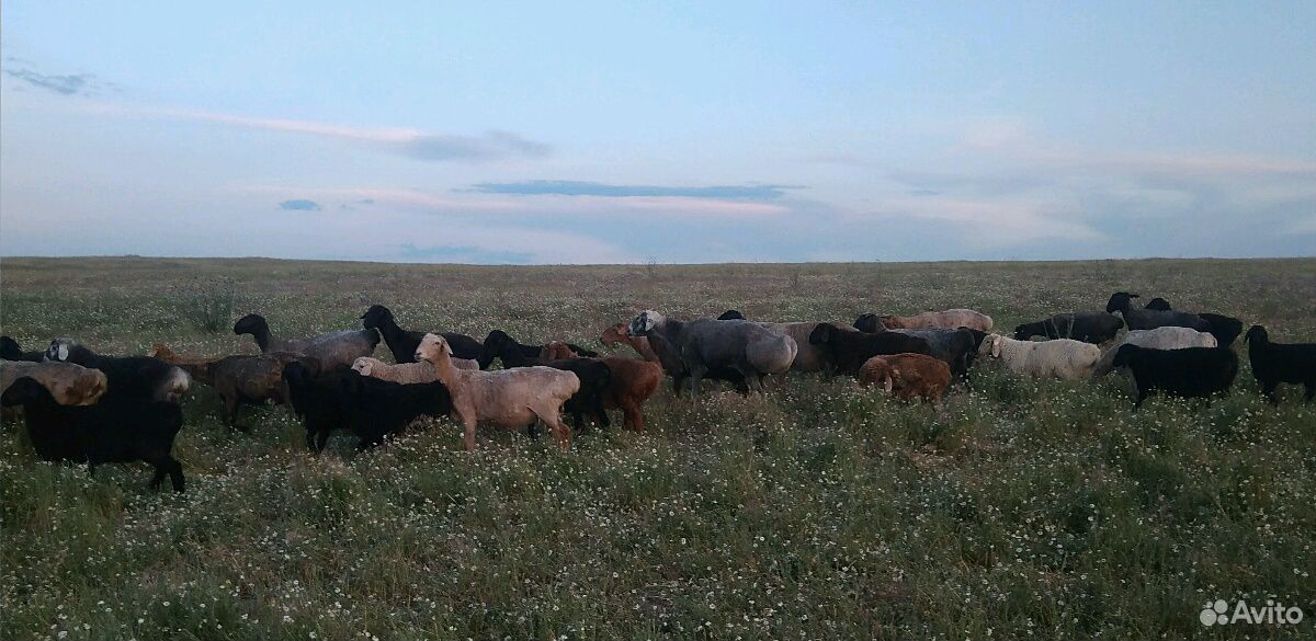 Овцы гиссарские купить на Зозу.ру - фотография № 1