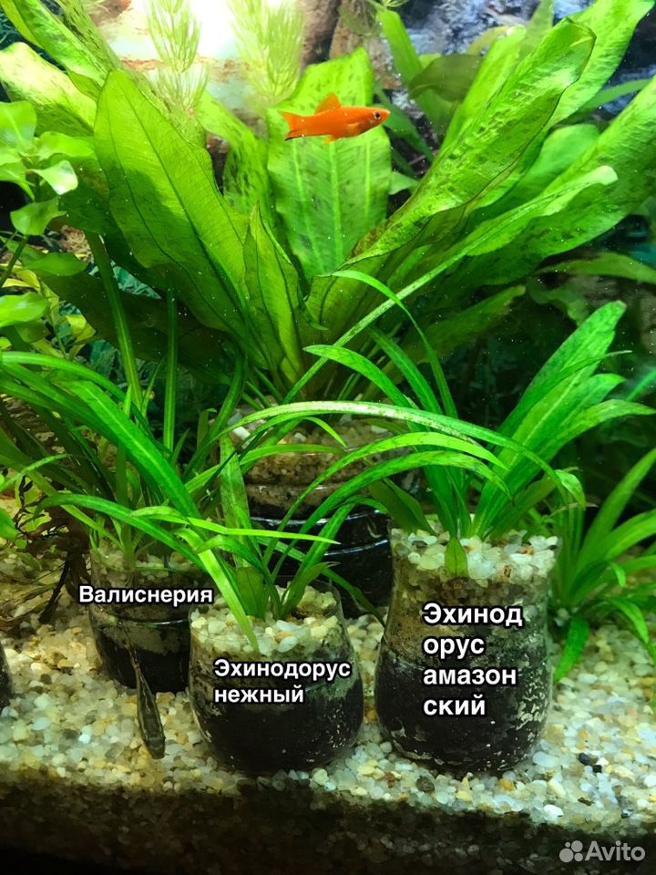 Живые растения в аквариум купить на Зозу.ру - фотография № 1