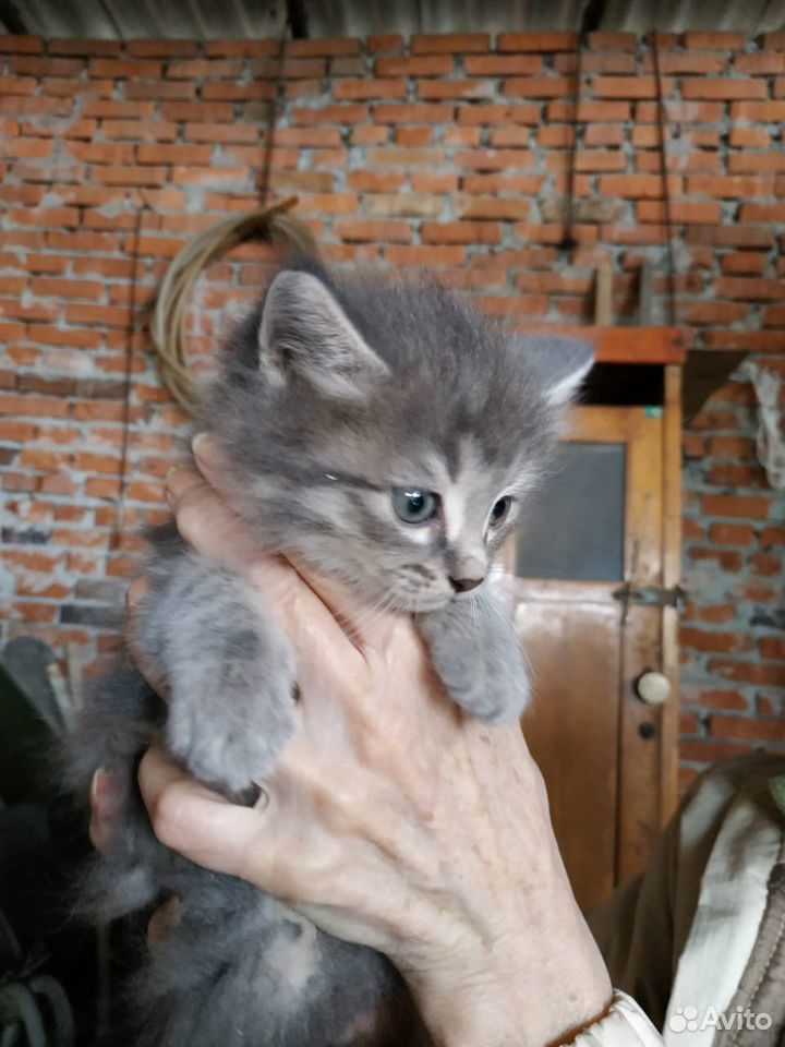 Отдам даром замечательных котят купить на Зозу.ру - фотография № 2