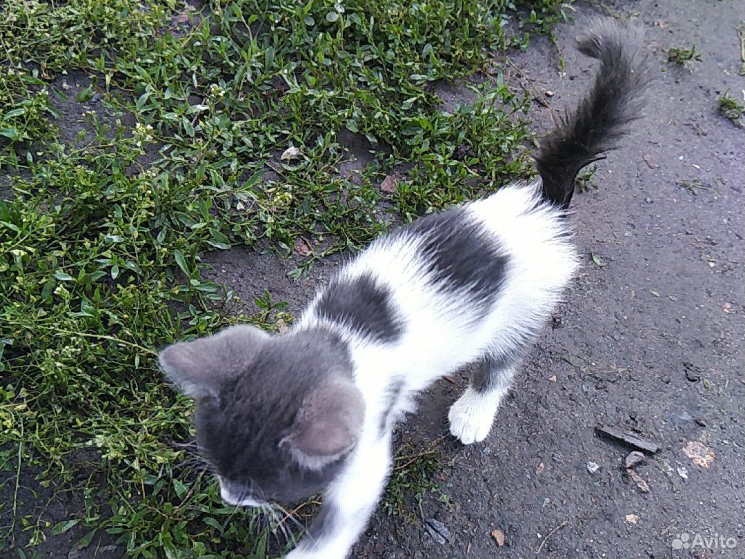 Котята бесплатно купить на Зозу.ру - фотография № 9