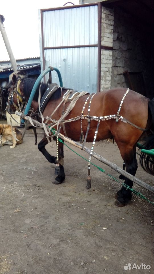 Продаются лошади и жеребята купить на Зозу.ру - фотография № 1