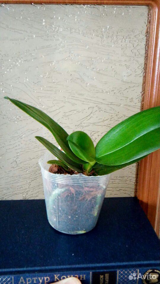 Орхидея фаленопсис Tyng Shin Smart купить на Зозу.ру - фотография № 2