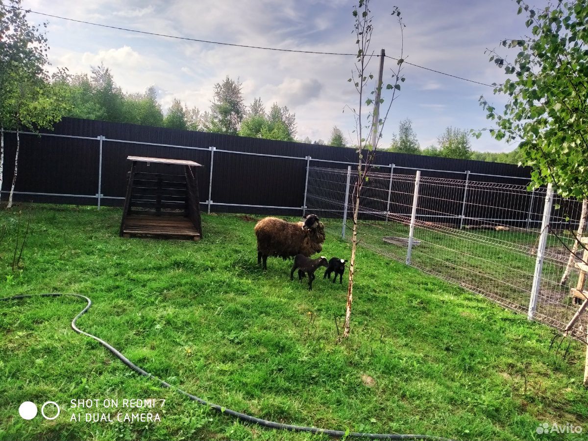 Овца с ягнятами, ягнята, баран купить на Зозу.ру - фотография № 3