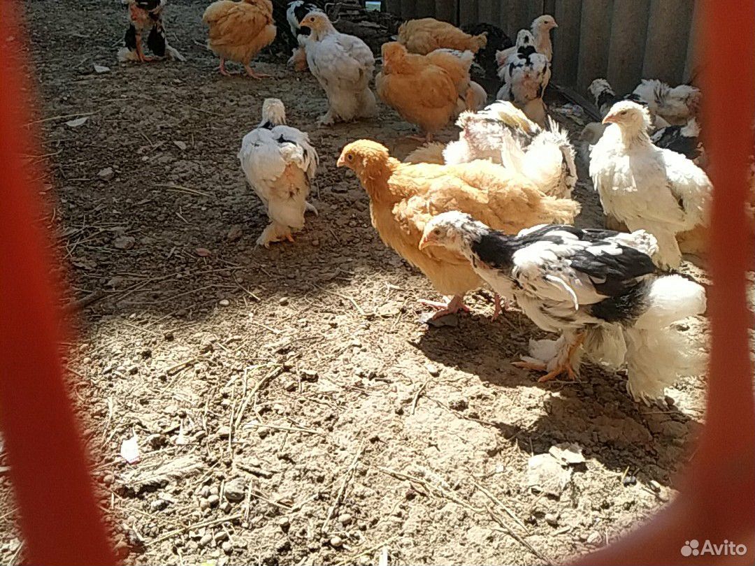 Породистые цыплята купить на Зозу.ру - фотография № 2