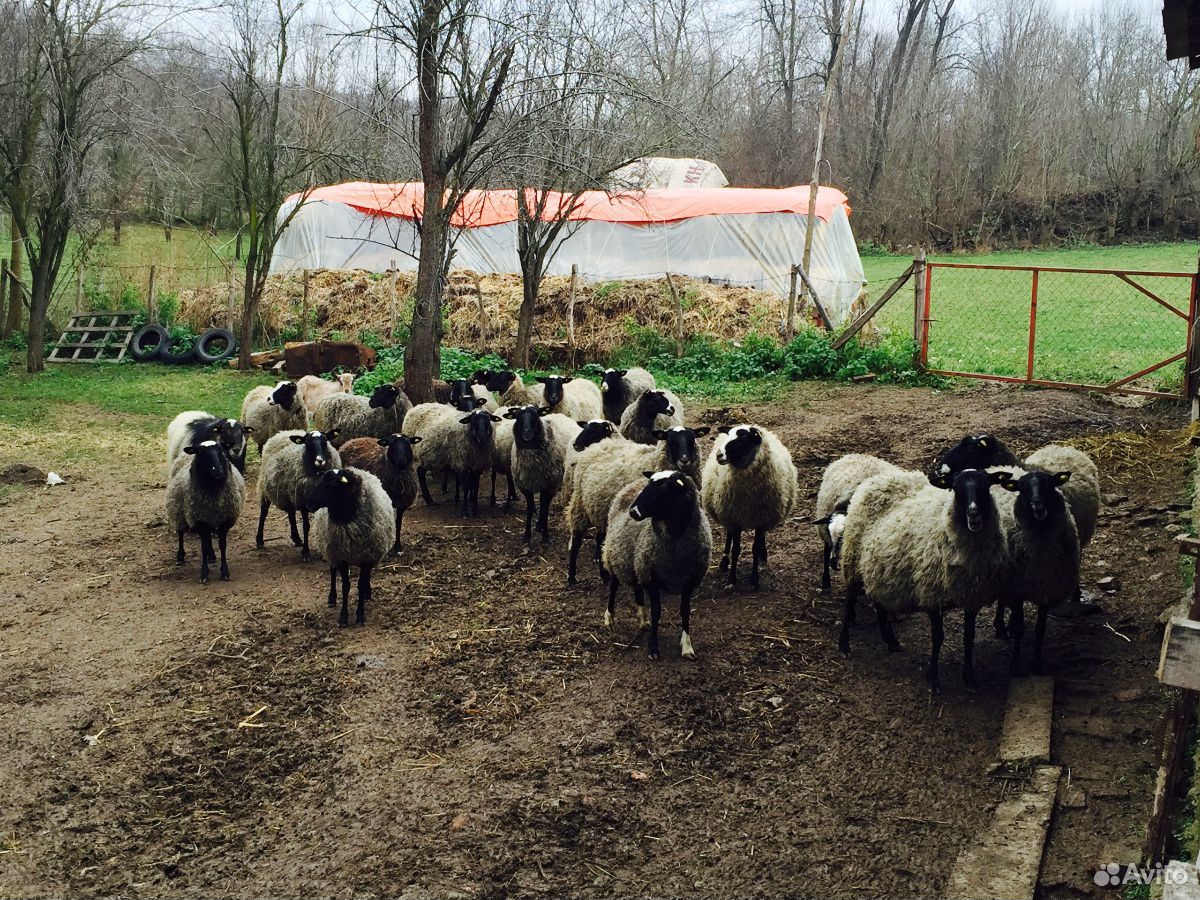 Овцы на племя или на мясо купить на Зозу.ру - фотография № 3
