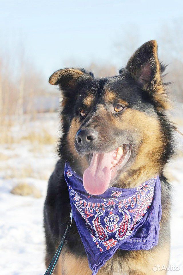 Молодой активный пёс Дени купить на Зозу.ру - фотография № 3