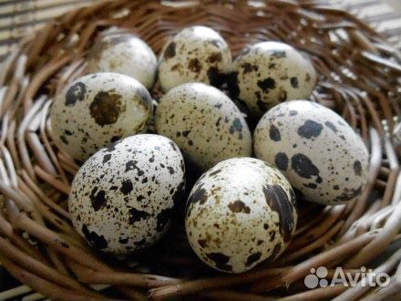 Яйца перепелиные купить на Зозу.ру - фотография № 1