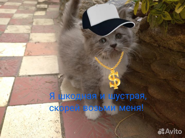 Очень милые котята купить на Зозу.ру - фотография № 2