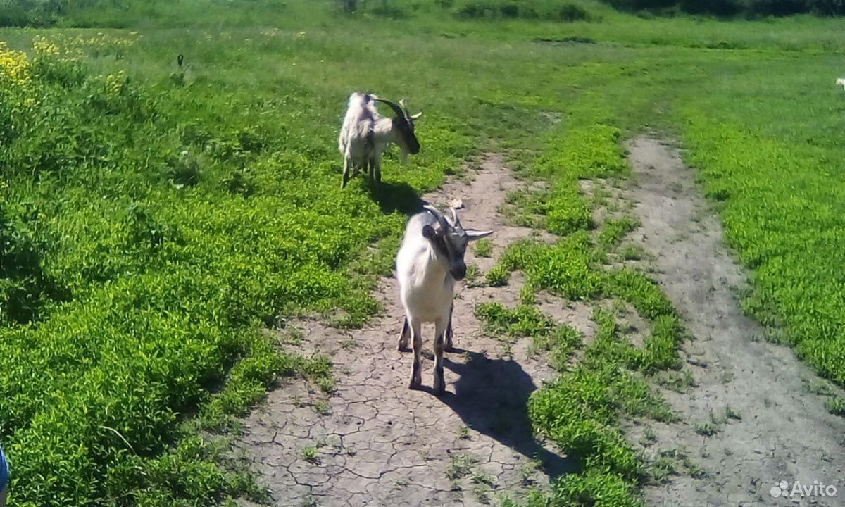 Продам две козачки породы нуйбийской и козла не до купить на Зозу.ру - фотография № 3