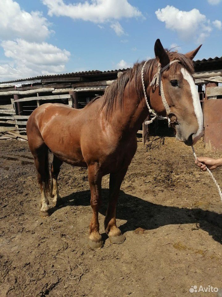 Лошадь купить на Зозу.ру - фотография № 6