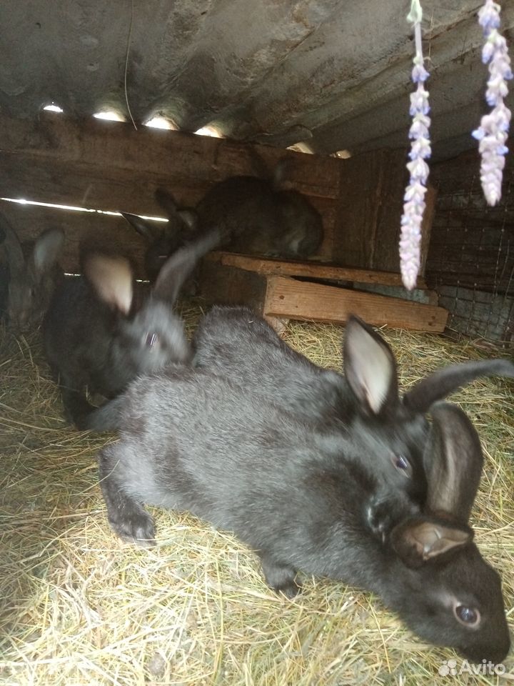 Кролики и крольчата купить на Зозу.ру - фотография № 6