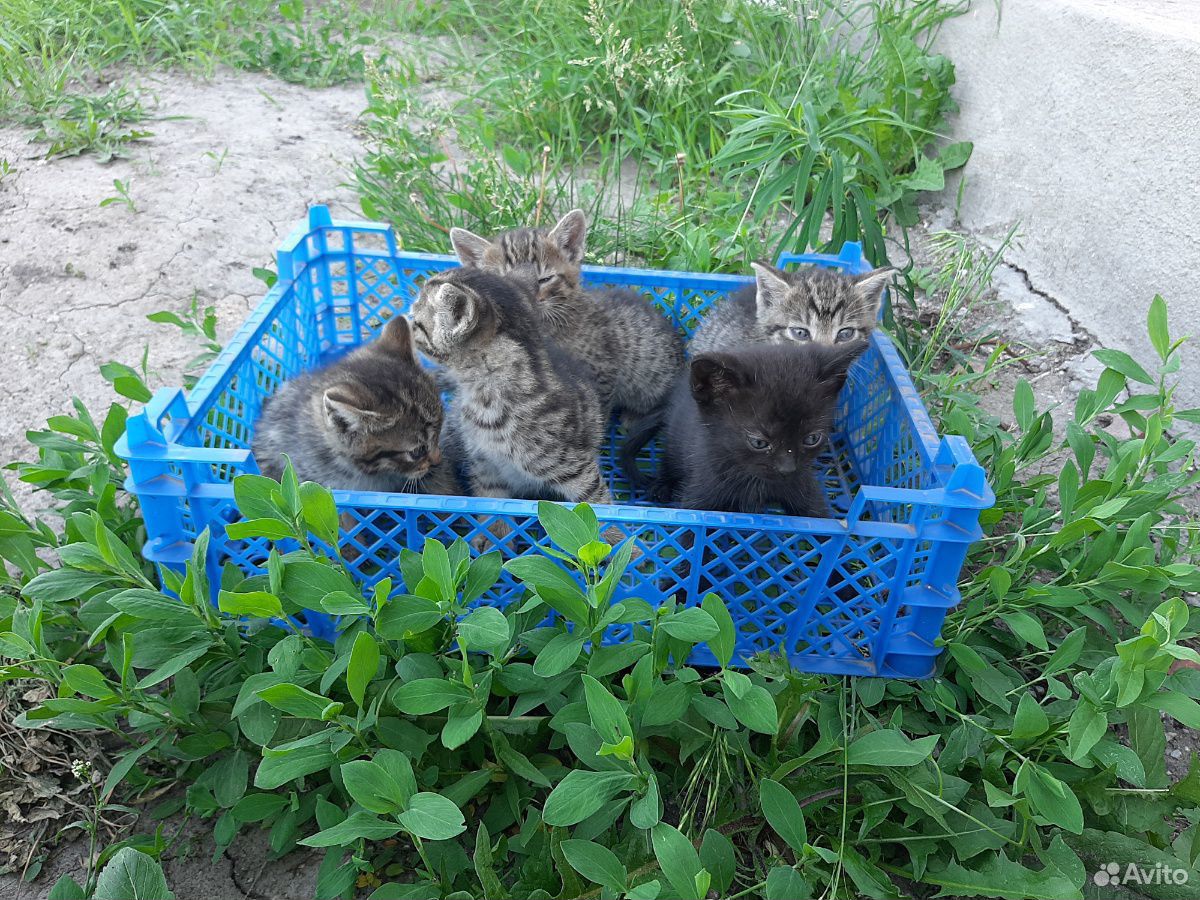 Котята в дар купить на Зозу.ру - фотография № 3