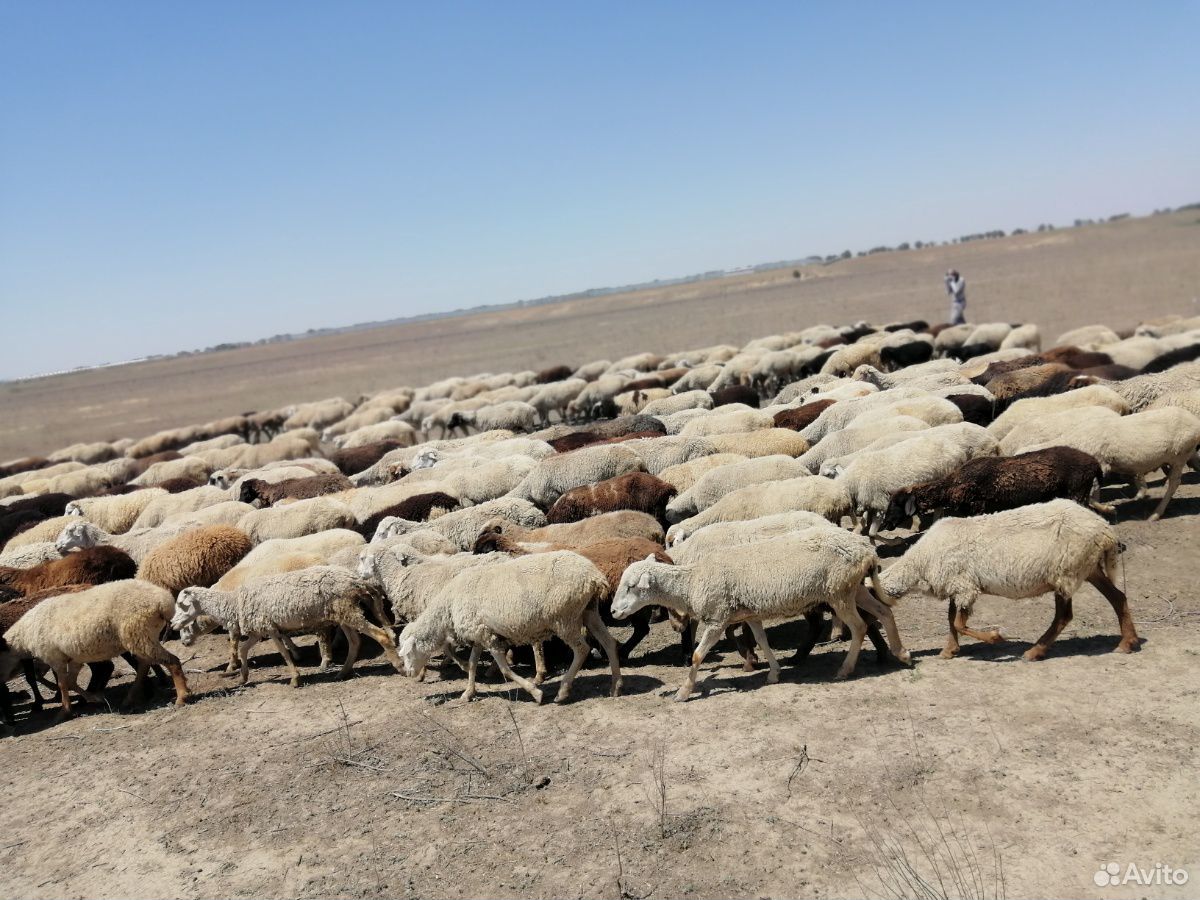 Овцы ягнята зимние на выбор купить на Зозу.ру - фотография № 6