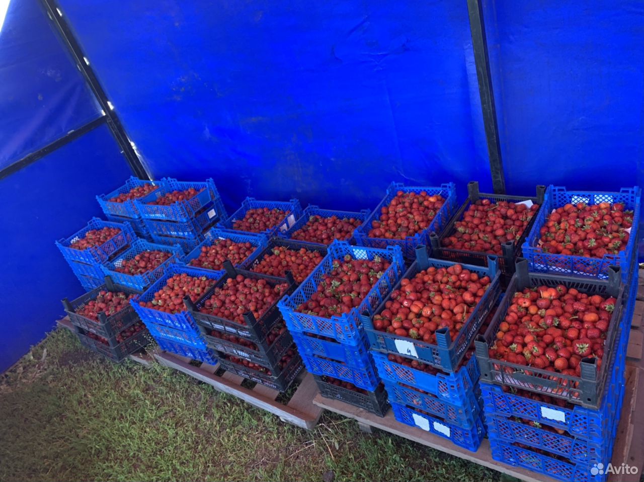 Продажа ягоды клубники купить на Зозу.ру - фотография № 5