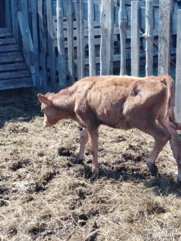 Тёлочка 3 месяца от высокоудойной коровы купить на Зозу.ру - фотография № 2