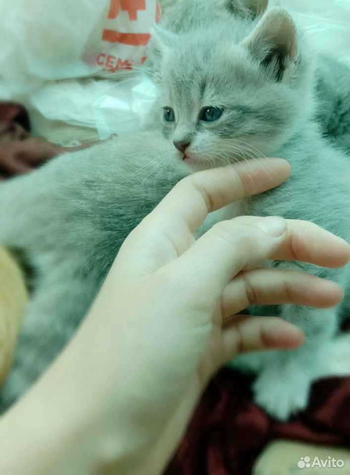 Котенок-девочка купить на Зозу.ру - фотография № 2