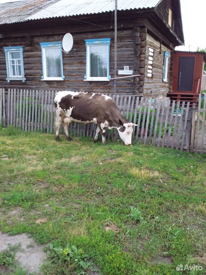 Коровы, тёлки купить на Зозу.ру - фотография № 5