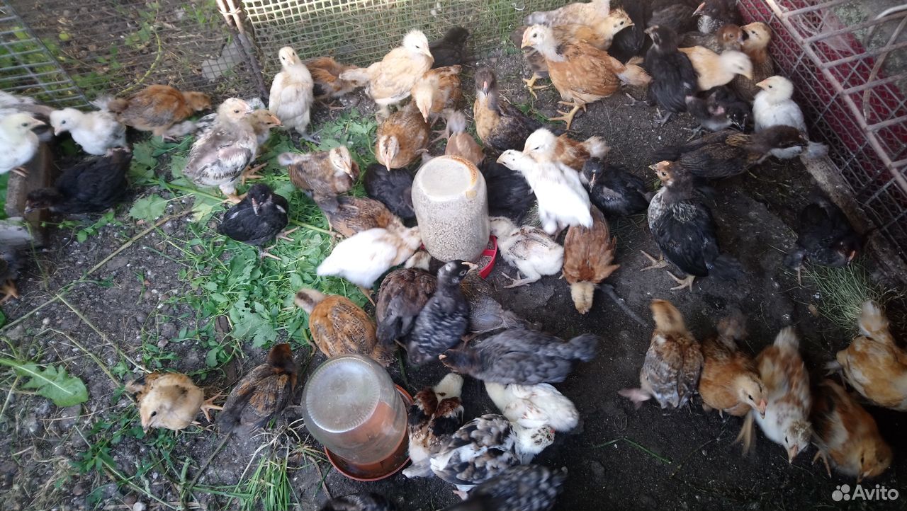 Цыплята домашние подрощенные,яйцо для инкубации купить на Зозу.ру - фотография № 10