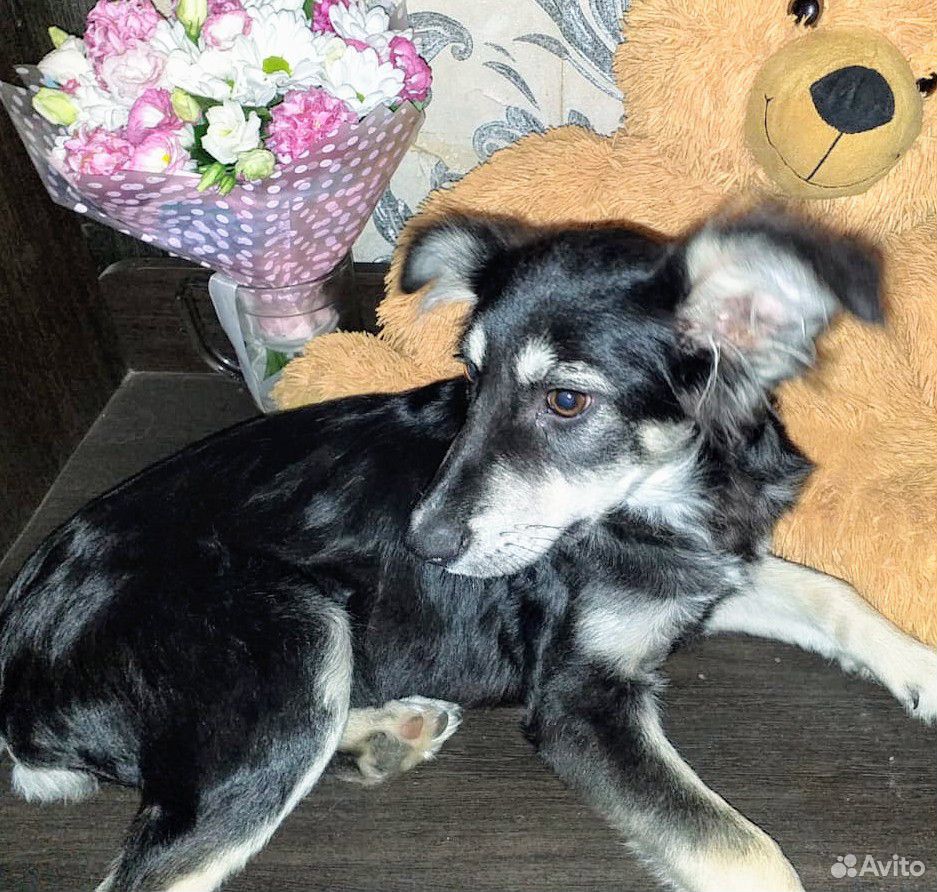 Мелкопородистый щенок-подросток купить на Зозу.ру - фотография № 4