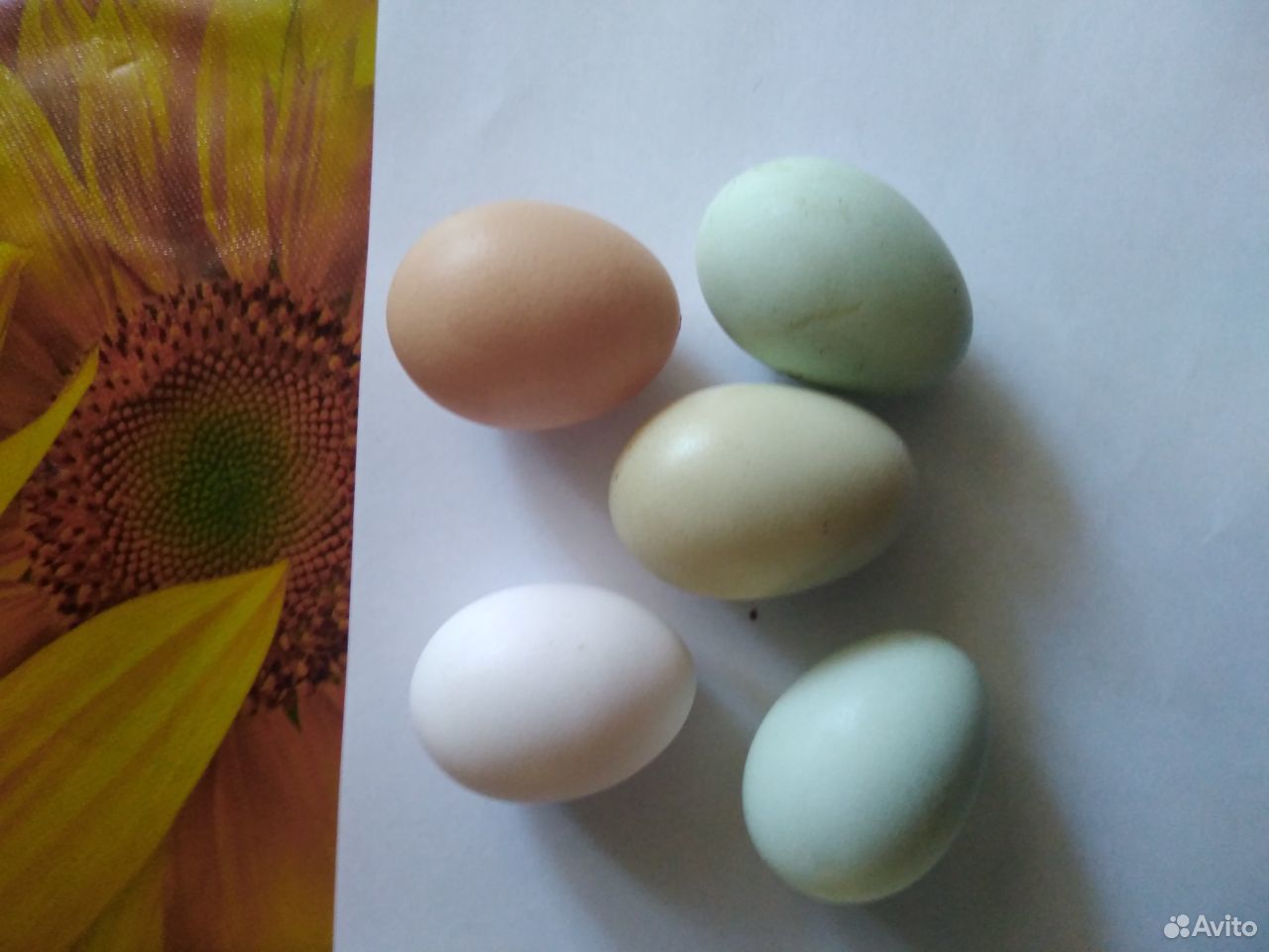 Цепляета 1месяц несушки, будут нести цветное яйцо купить на Зозу.ру - фотография № 2
