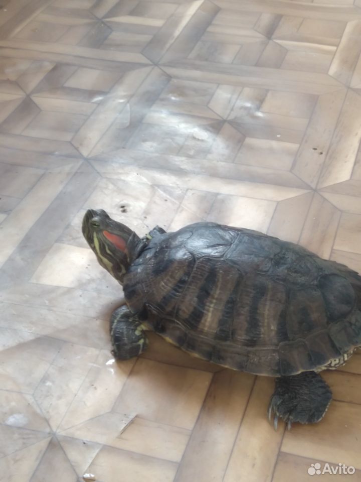 Взрослые красно ухие черепахи с аквариумами купить на Зозу.ру - фотография № 1