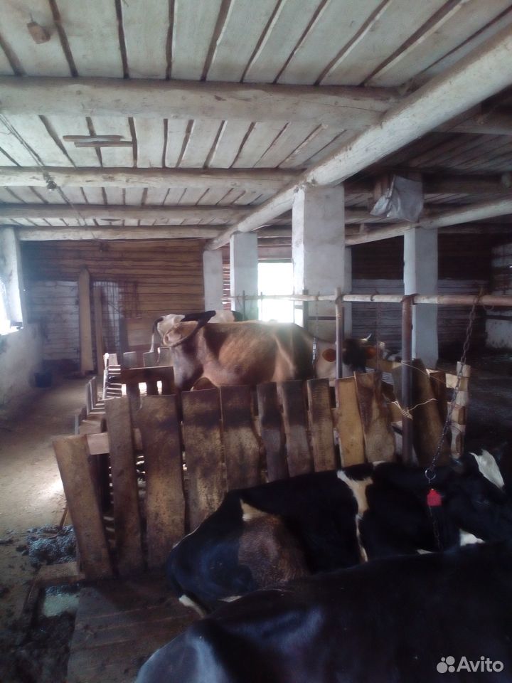 Корова-телки купить на Зозу.ру - фотография № 1
