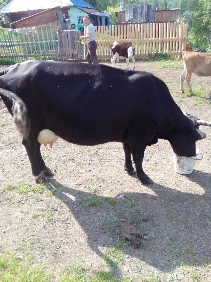 Обменяю корову на кабылу купить на Зозу.ру - фотография № 2