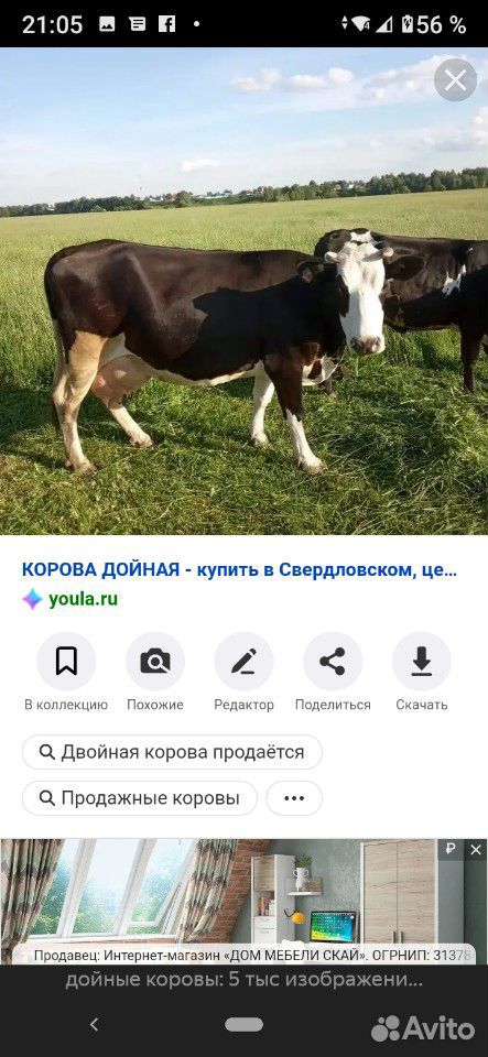 Коровы купить на Зозу.ру - фотография № 2