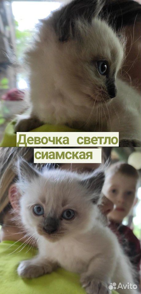Котёнок Невская маскарадная купить на Зозу.ру - фотография № 1
