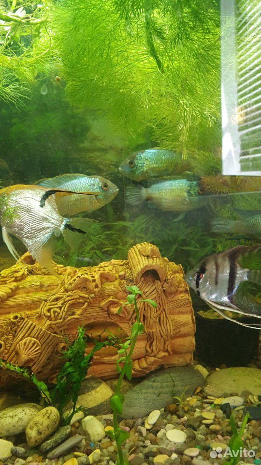 Рыбки купить на Зозу.ру - фотография № 2