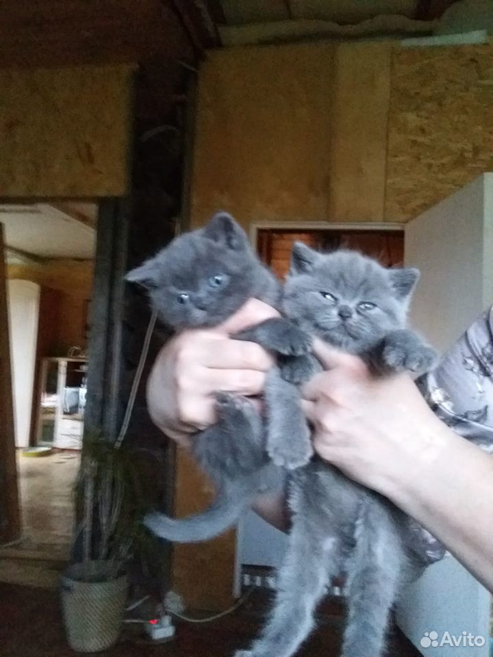 Британские котята, очаровашки купить на Зозу.ру - фотография № 1